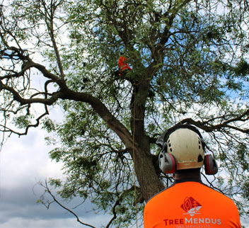 Commercial Tree Rigging