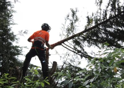Commercial Tree Services 1